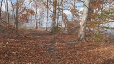 Renkli sonbahar yaprakları ve güzel güneş ışığı olan bir orman. Pov vuruşu..