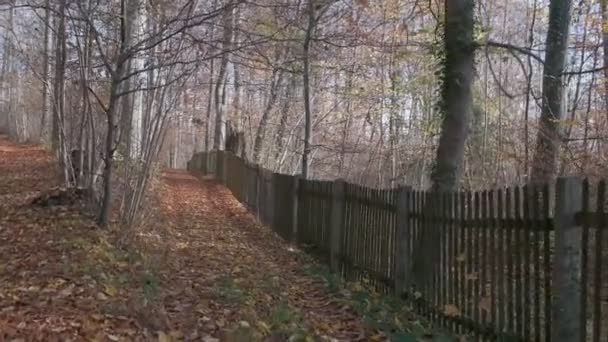 Floresta Com Folhas Coloridas Outono Bela Luz Solar Pov Tiro — Vídeo de Stock