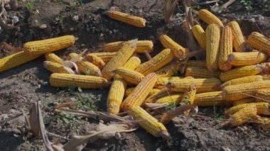 Tarlada mısır hasadı gösteren bir çiftçi. Çiftçi Mısır koçanı hasat etti