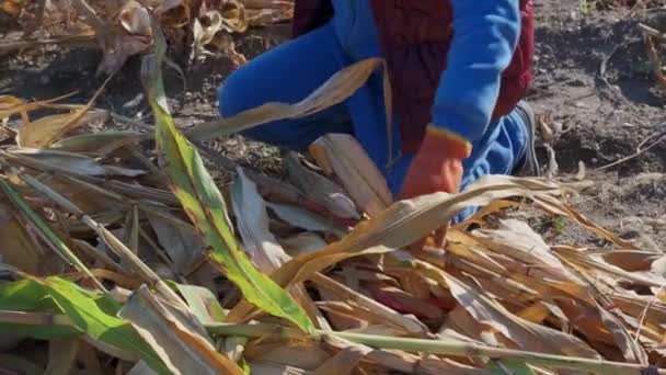 Landwirt Zeigt Maisernte Auf Dem Feld Landwirt Erntet Maiskolben — Stockvideo