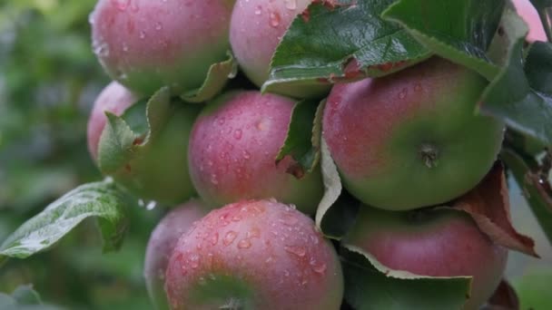 Manzanas Rojas Frescas Huerto Orgánico Después Lluvia Llueve Gotea Sobre — Vídeos de Stock