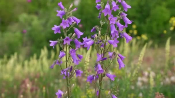 Vue Panoramique Fleurs Sauvages Dans Prairie — Video