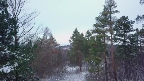 Widok z lotu ptaka na pokryty śniegiem las i szlak zimowy. — Wideo stockowe