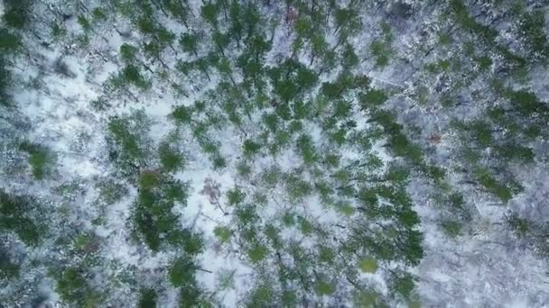 Воздушный беспилотник вид заснеженного леса и зимней тропы. — стоковое видео