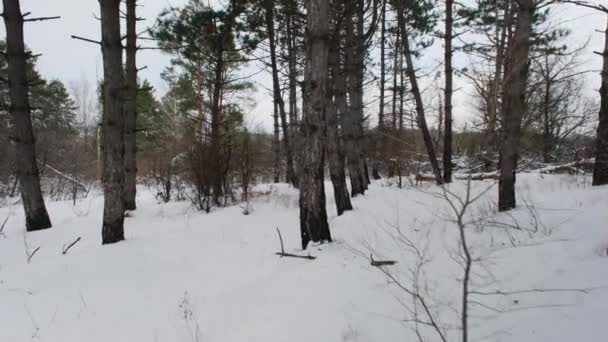 Pădurea de iarnă. Copaci acoperiți cu zăpadă în lemn după viscol. Vacanțe de iarnă în pădure în timpul ninsoare. Vremea în Frost — Videoclip de stoc