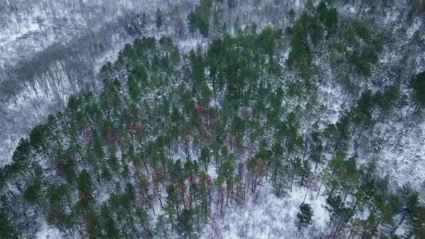 Aerial Drone Kilátás Hófödte Erdő Téli Ösvény — Stock videók
