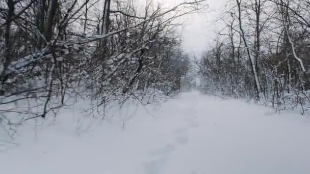 Bosque de invierno. Árboles cubiertos de nieve en madera después de Blizzard. Vacaciones de invierno en el bosque durante las nevadas. Clima de heladas — Vídeos de Stock