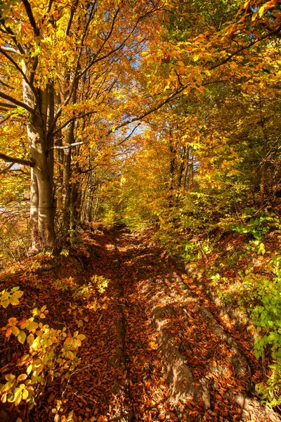 Pădurea Toamnă Vivid Octombrie Pădure Colorată — Fotografie, imagine de stoc