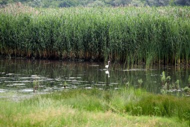 Sazlıkların arasında beyaz bir balıkçıl duruyor..