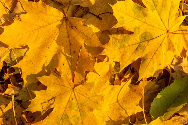 Bakgrund Grupp Höst Apelsinblad — Stockfoto