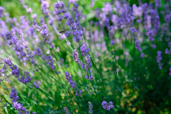 Lavendel Struik Het Veld — Stockfoto