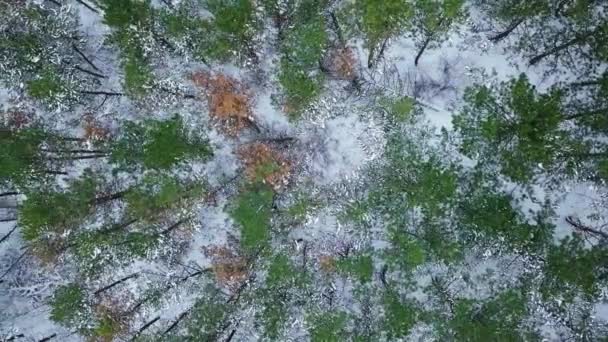 Karla kaplı bir ormanın ve kış patikasının hava aracı görüntüsü. — Stok video
