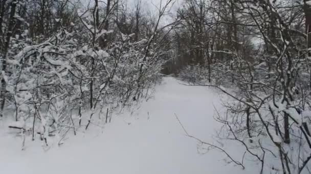겨울 숲. 눈은 눈보라가 지나간 후 나무를 뒤덮었다. 겨울에는 겨울에 눈이 내리는 동안 숲에서 겨울을 보낸다. 추운 날씨 — 비디오