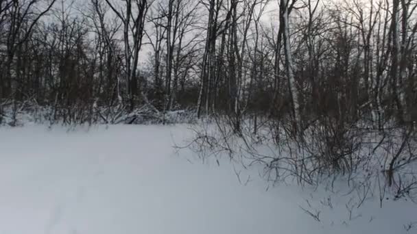 Floresta de Inverno. Árvores cobertas de neve em madeira após a nevasca. Férias de inverno na floresta durante a queda de neve. Tempo de geada — Vídeo de Stock