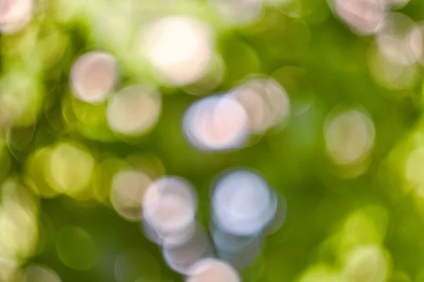 Abstract Natuur Bokeh Achtergrond Groen Gebladerte Van Het Bos Groene — Stockfoto