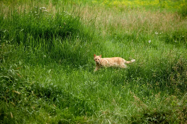 Смішний Кіт Гуляє Зеленою Травою — стокове фото