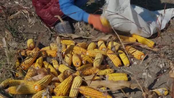 Agricultor Mostrando Cosecha Maíz Campo Agricultor Cosecha Mazorcas Maíz — Vídeos de Stock