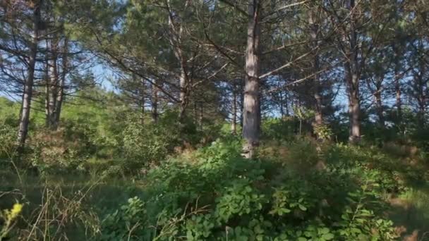 Yaz Güneşli Bir Günde Çam Ormanı Nda Yürümek Gimbal Dengeleyicisinde — Stok video
