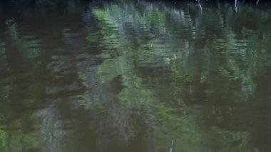 Sudaki huzurlu gölet yansımaları