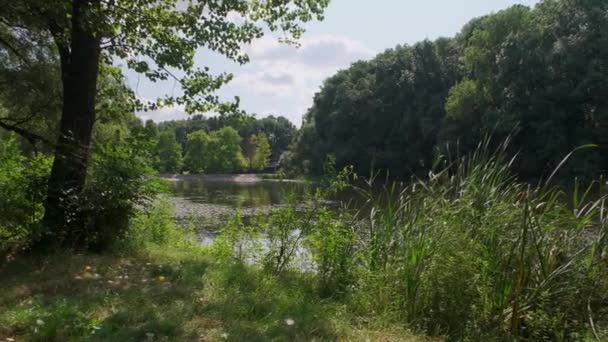 Пруд Зеленой Водой Среди Газонов Деревьев Против Зданий Города — стоковое видео