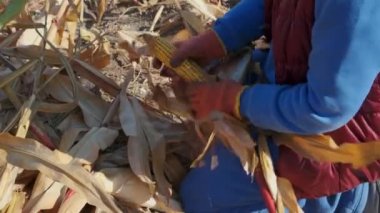 Tarlada mısır hasadı gösteren bir çiftçi. Çiftçi Mısır koçanı hasat etti