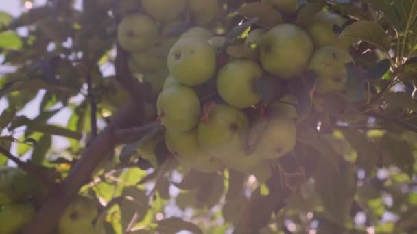 Färska gröna äpplen på ett träd — Stockvideo
