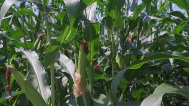 Corn Leaves Wind Sunlight Farm — Stock Video