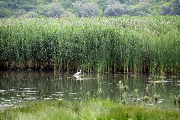 Uma Garça Branca Fica Lagoa Meio Juncos — Fotografia de Stock