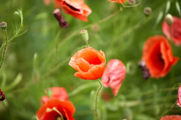 Bellissimi Papaveri Rossi Campo Estivo Fiori Oppio Campo Selvatico Estate — Foto Stock