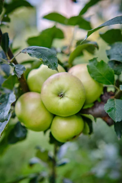 stock image Green apples on a branch ready to be harvested, outdoors, selective focus