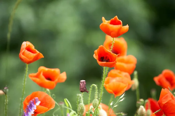 Красивые Красные Маки Летнем Поле Опиумные Цветы Дикое Поле Летний — стоковое фото