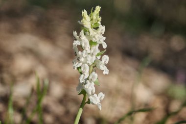 Corydalis cava ilkbaharın başlarında vahşi orman çiçekleri, beyaz çiçekli güzel küçük bitkiler