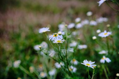 Tarlada papatyalar. Dağlarda papatya tarlası.