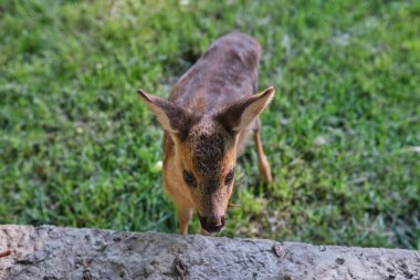 Masum yumurta geyiği yavrusu. Genç vahşi geyik. Biraz ahlak. Geyik yavrusu. geyik dinleniyor