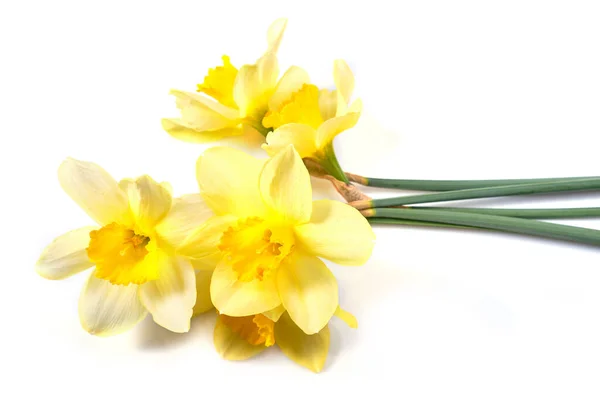 Narcisos amarelos isolados sobre fundo branco — Fotografia de Stock