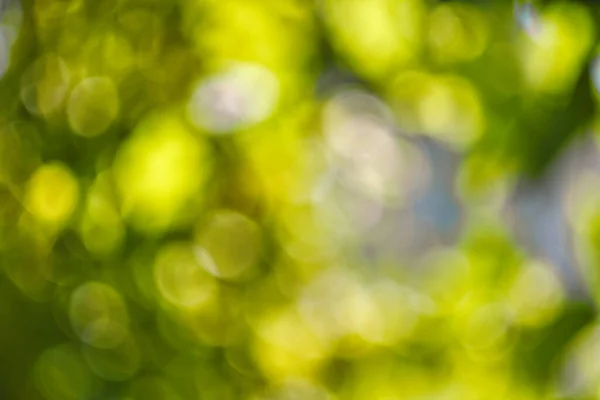 Abstract, natuur bokeh achtergrond, groen gebladerte van het bos. Groene natuur in wazige stijl voor creatief design. — Stockfoto