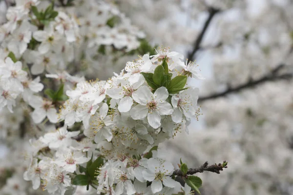春の桜の木の背景。選択的焦点 — ストック写真