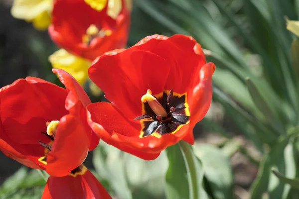 Duże łóżko z tulipanami z bliska. Kwiaty wiosenne. — Zdjęcie stockowe