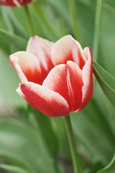 Kasur bunga besar dengan tulip menutup. Bunga musim semi. — Stok Foto