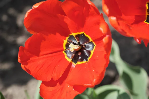 Grande Aiuola Con Tulipani Vicino Fiori Primaverili — Foto Stock