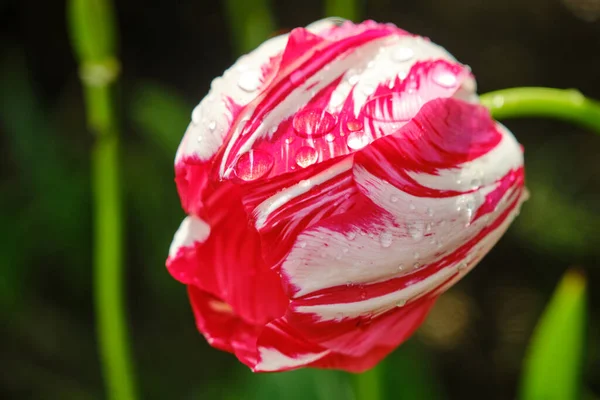 チューリップの大きな花壇が閉じます 春の花 — ストック写真