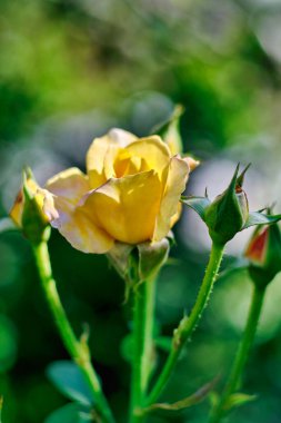 Bahçedeki güzel sarı gül.