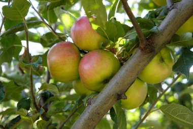 Yağmurdan sonra organik meyve bahçesinde taze kırmızı elmalar. Yağmur ve damlalar dalda asılı elmaların üzerine.