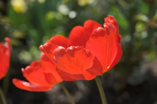 Grand Lit Fleurs Avec Tulipes Fermer Fleurs Printemps — Photo