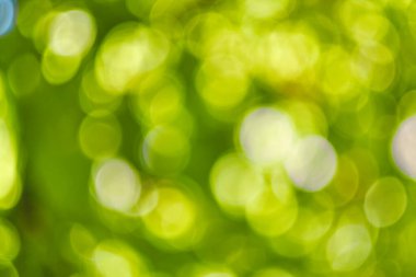 Soyut, doğa bokeh arka plan, ormanın yeşil yaprakları. Yaratıcı tasarım için bulanık biçimli yeşil doğa.