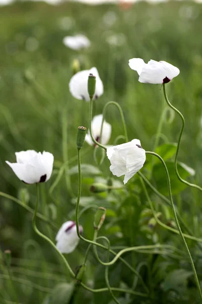 白いケシが畑で閉まります。夏の花. — ストック写真