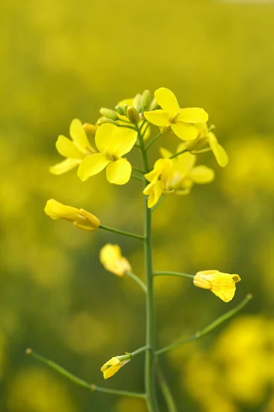 Colza oléagineux en floraison. Gros plan. — Photo