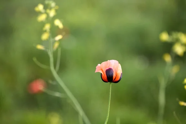 Rote Feldmohn, aus nächster Nähe. Sommerliche Wildblumen. — Stockfoto