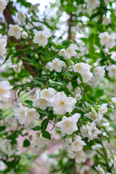 Perto de flores de jasmim em um jardim — Fotografia de Stock