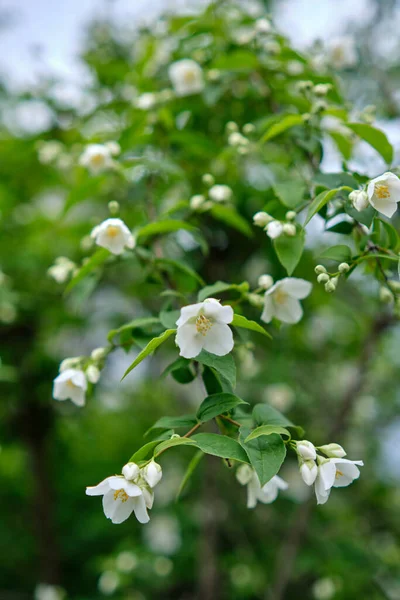 Закрыть цветки жасмина в саду — стоковое фото